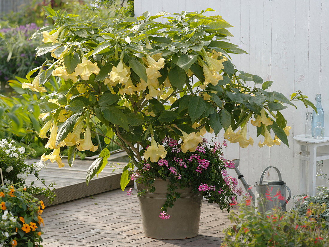 Yellow datura on the terrace in front of white wooden wall