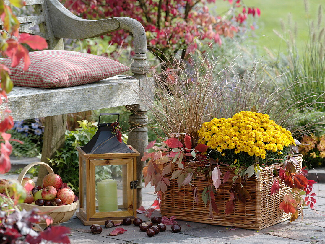 Herbstliche Dekoration mit Chrysantheme vor der Bank