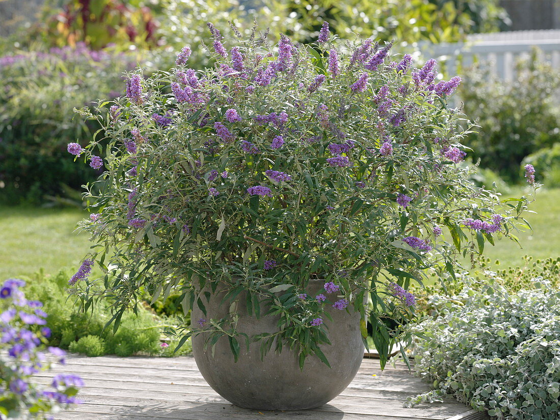 Solitaire of summer lilac on the terrace