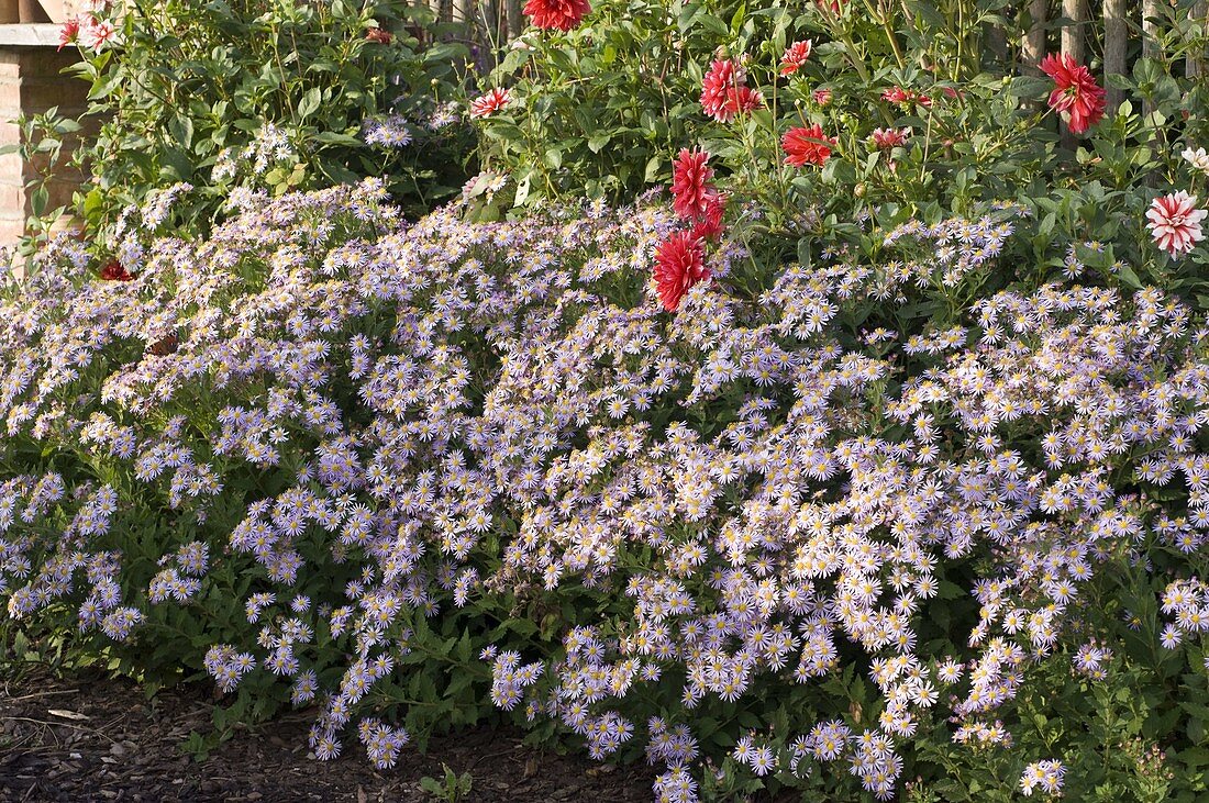 Aster ageratoides 'Asran' (Autumn aster)