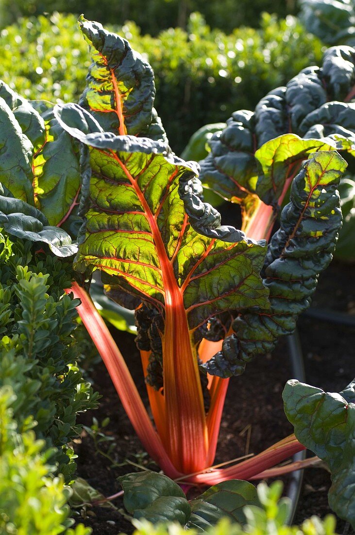 Chard 'Bright Lights' (Beta vulgaris) in the cottage garden