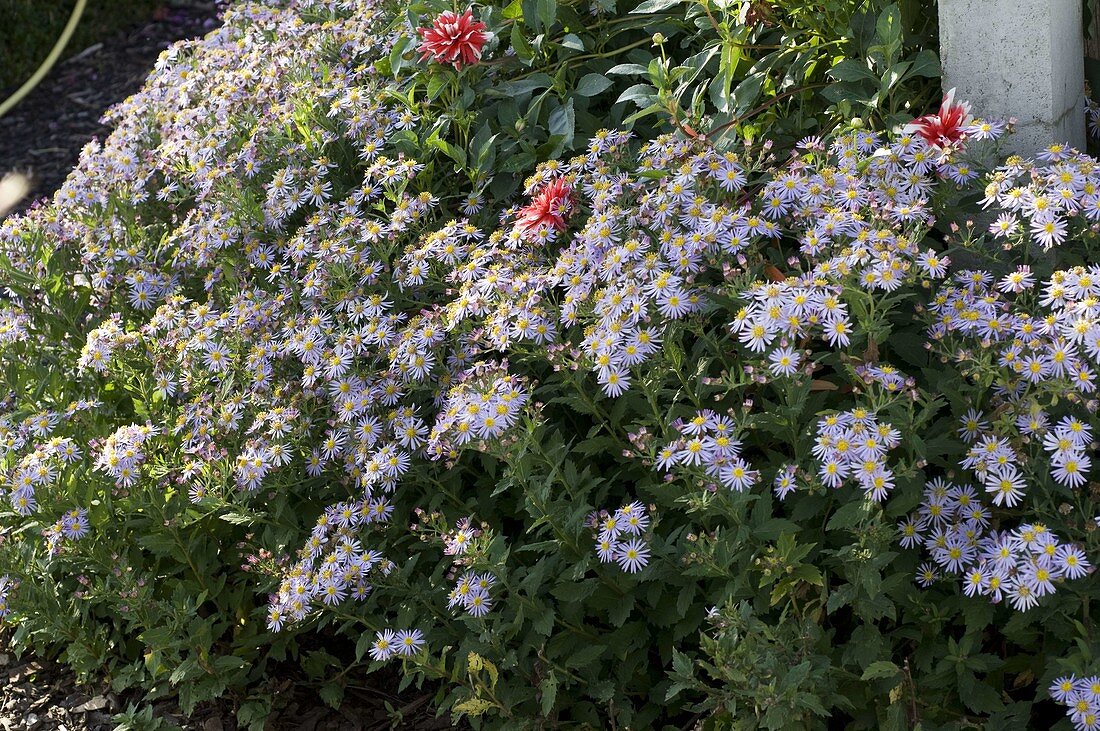 Aster ageratoides 'Asran' (Autumn aster)