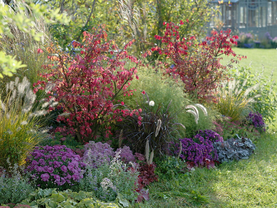 Autumnal bed with Euonymus alatus and Aster