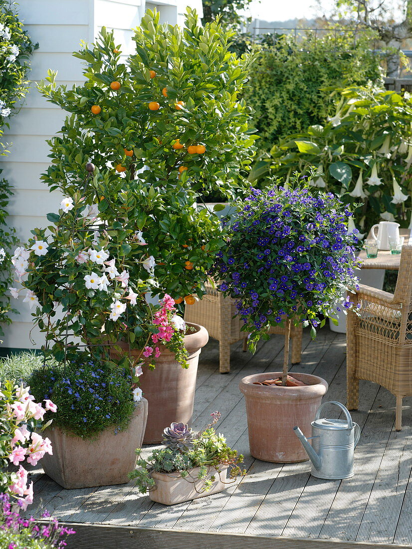 Wooden deck with potted plants in terracotta pots