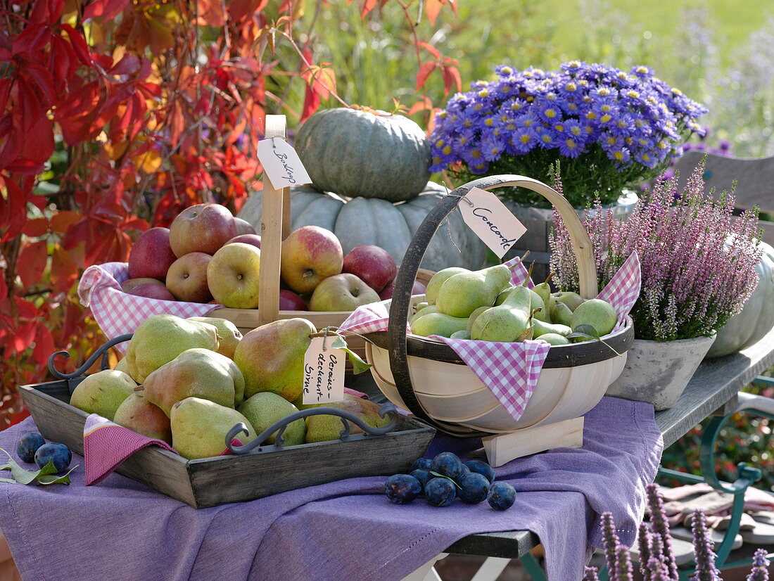 Harvest table with apples, pears and pumpkins