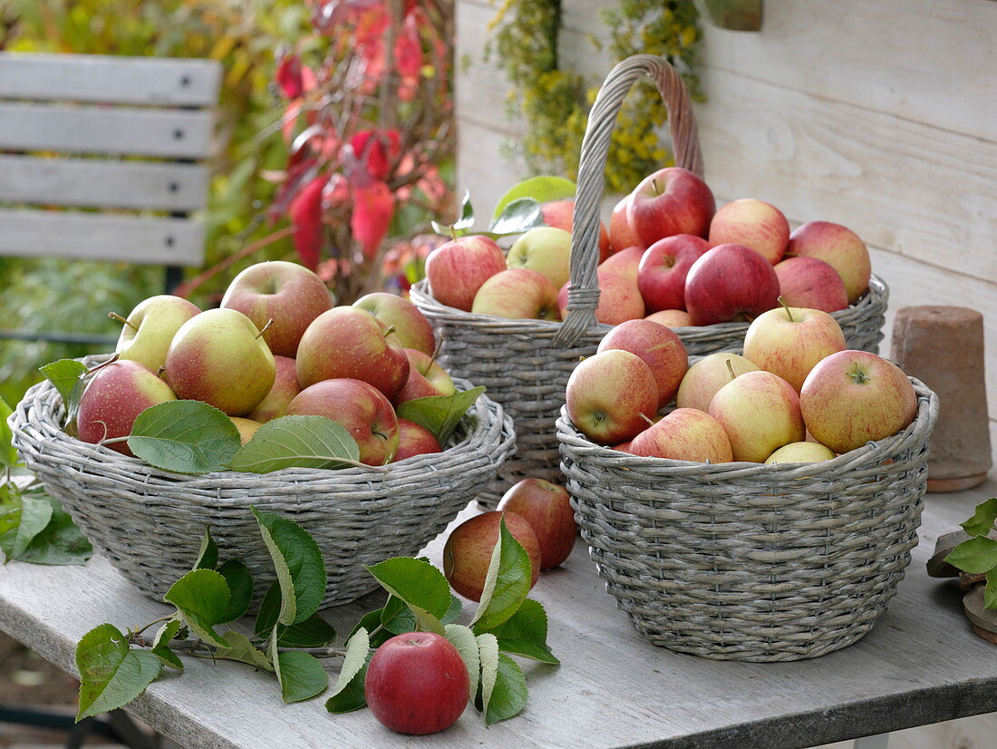 Äpfel 'Elstar', 'Gala' und 'Alkmene' in Weidenkörben auf Tisch