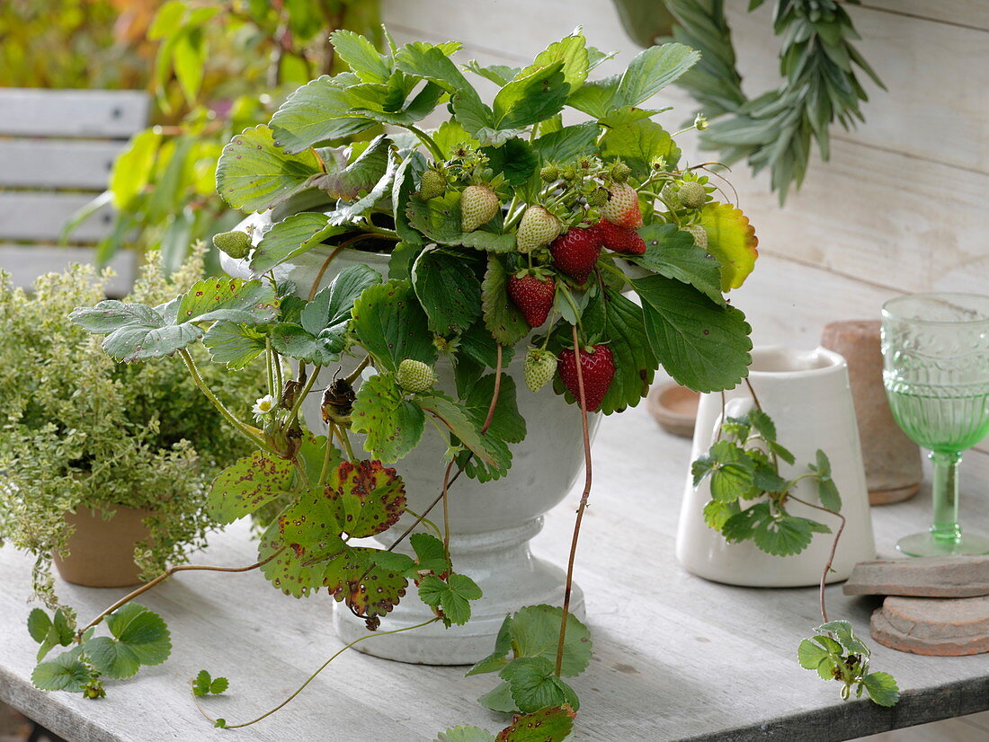 Strawberry plant with fruits in white pot with foot