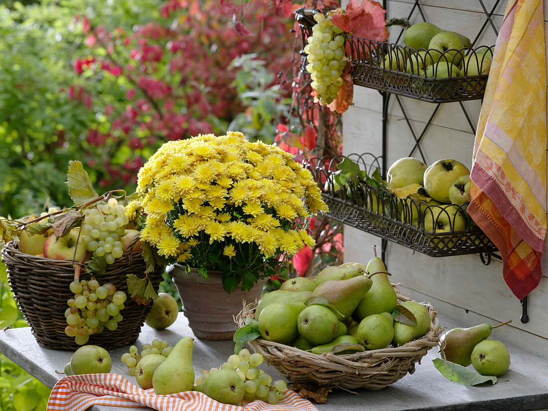 Harvest table with pears and autumn chrysanthemum in pot