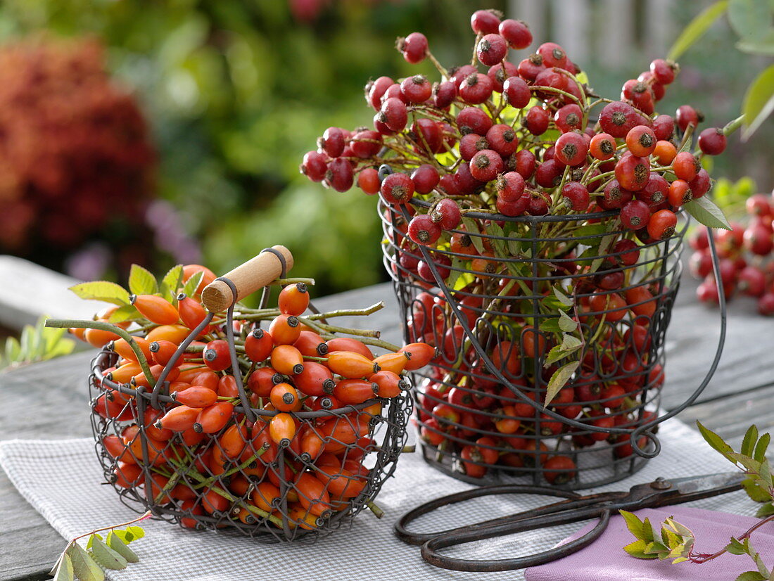 Small wire baskets with rose hips