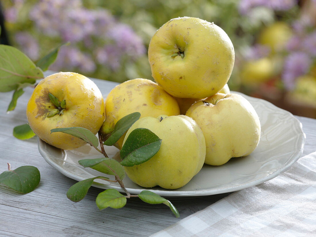 Apple quince, quince (Cydonia)