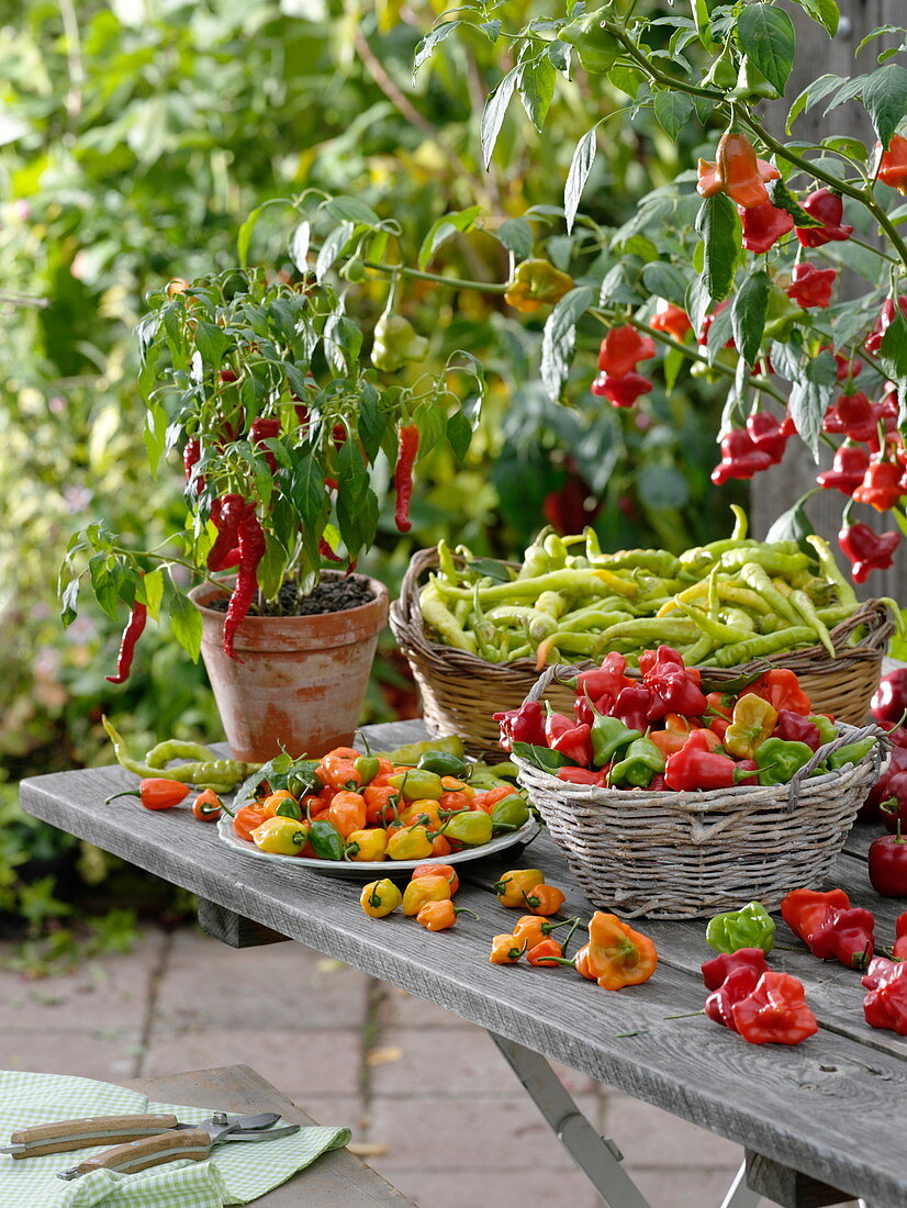 Freshly harvested chillies and peppers