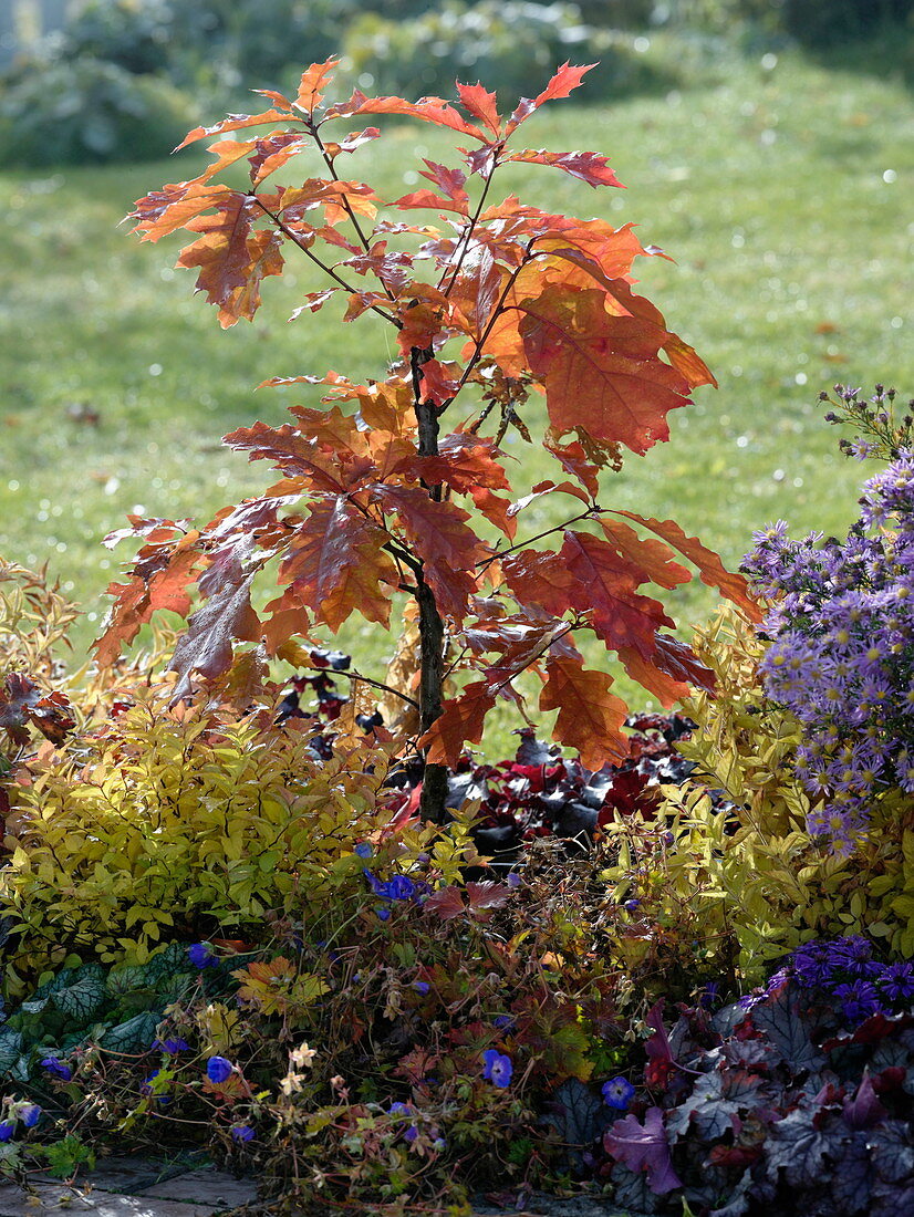 Quercus rubra (American red oak), Spiraea japonica