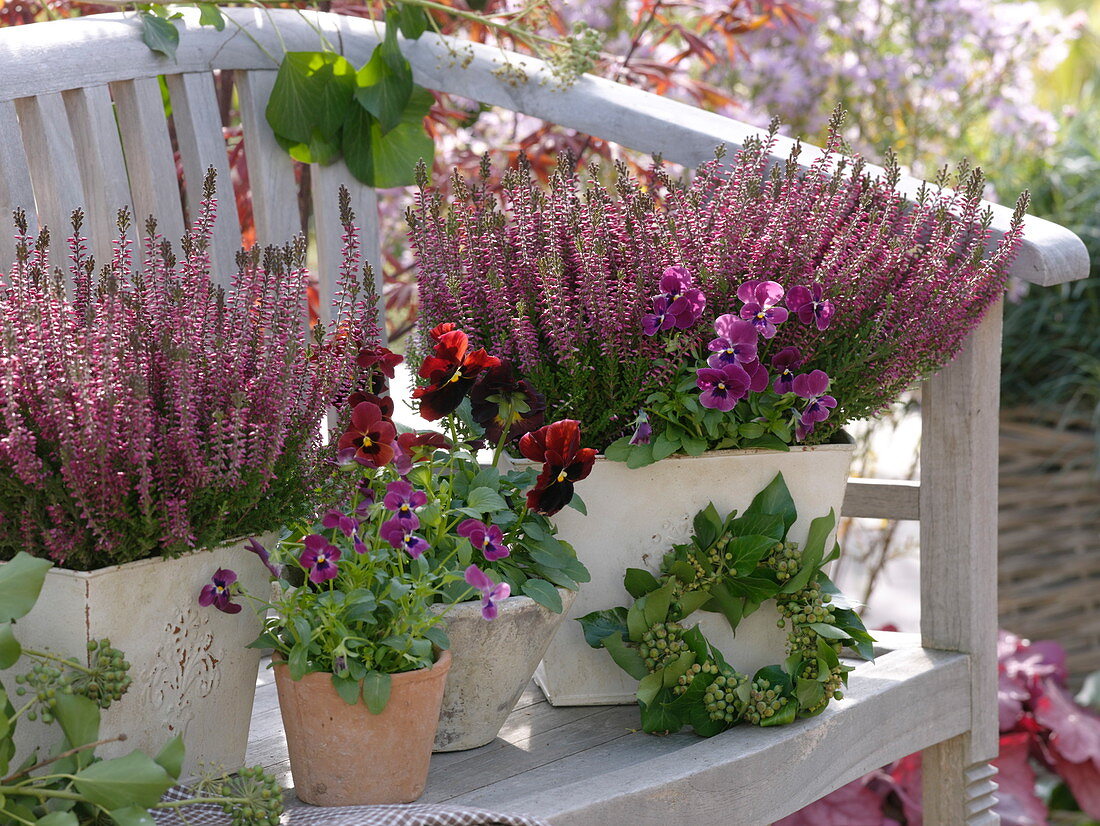 Calluna Garden Girls 'Amethyst' (Budding Broom Heath)