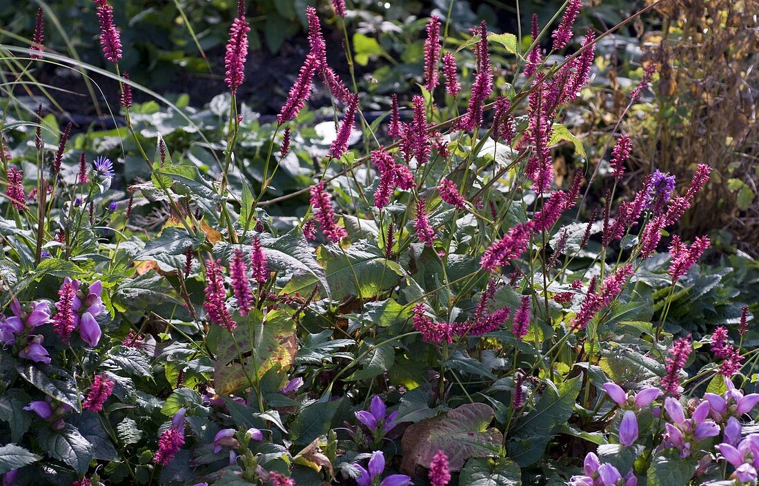 Polygonum amplexicaule 'Atropurpureum' (Candlewort), Chelone