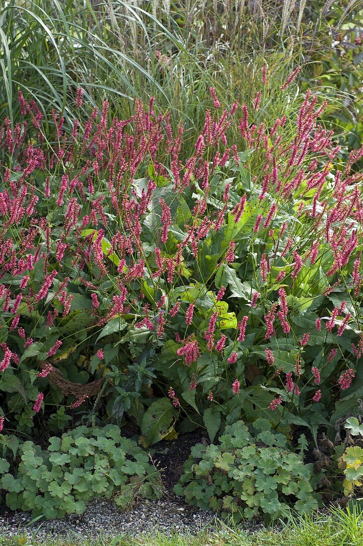 Polygonum amplexicaule 'Atropurpureum' (Candlewort)