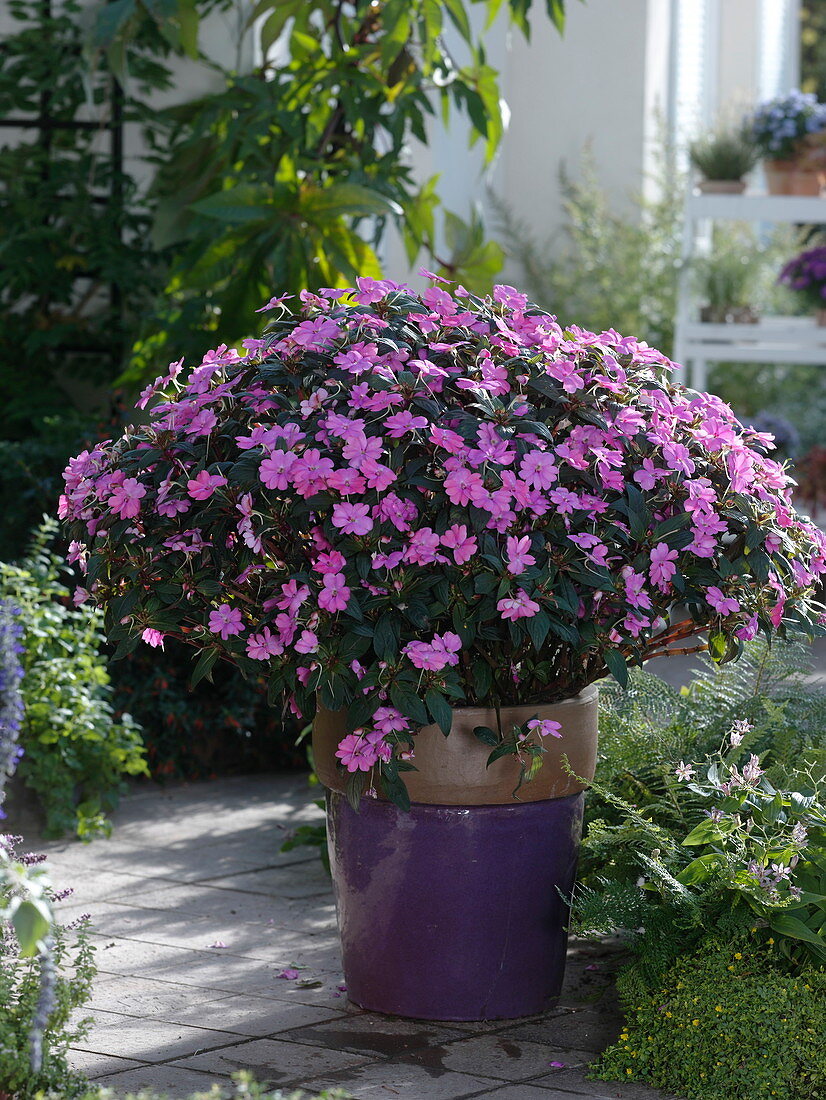 Solitaire of purple Fleißige Lieschen in a white pot