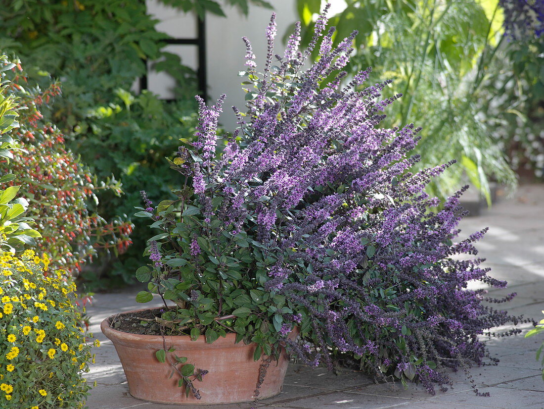 Ocimum kilimandscharicum x basilikum Purpurascens 'African Blue'