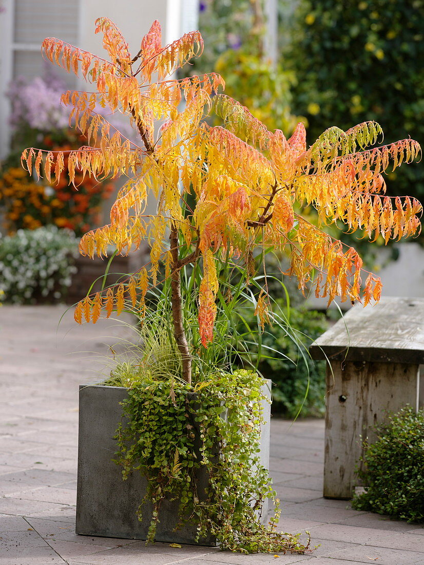 Rhus typhina 'Dissecta' (vinegar tree, deer mace sumac) underplanted