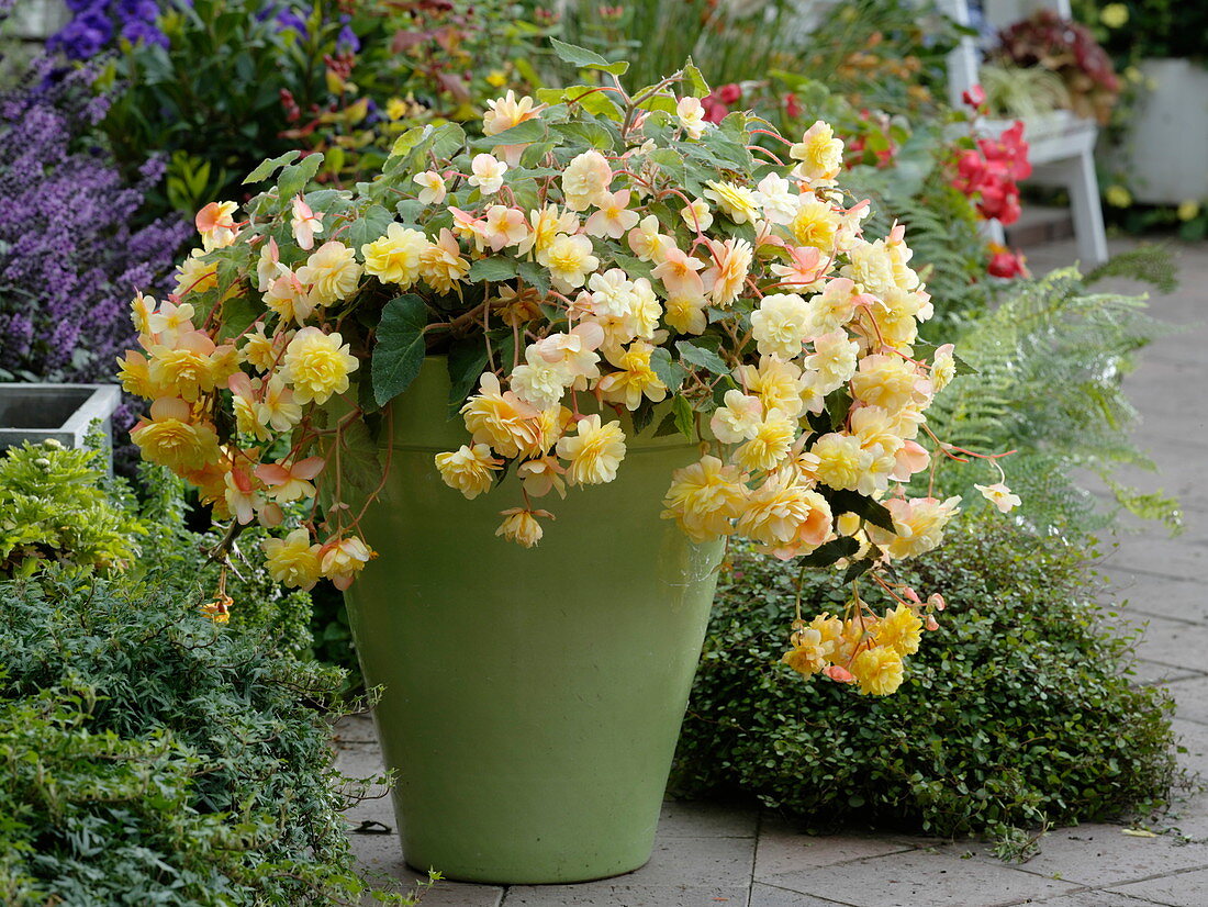Light yellow hanging begonia Belleconia 'Chardonnay' in a green pot