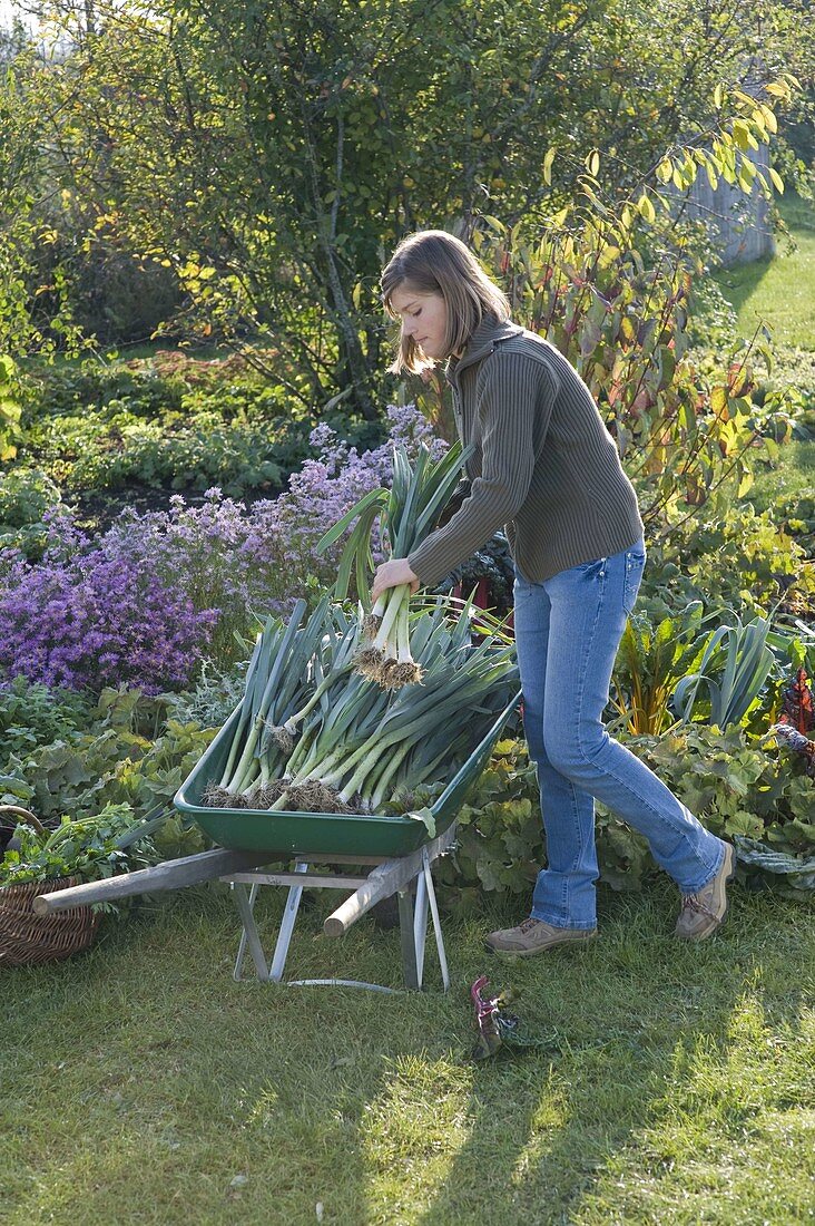 Young woman harvesting leeks in green wheelbarrow