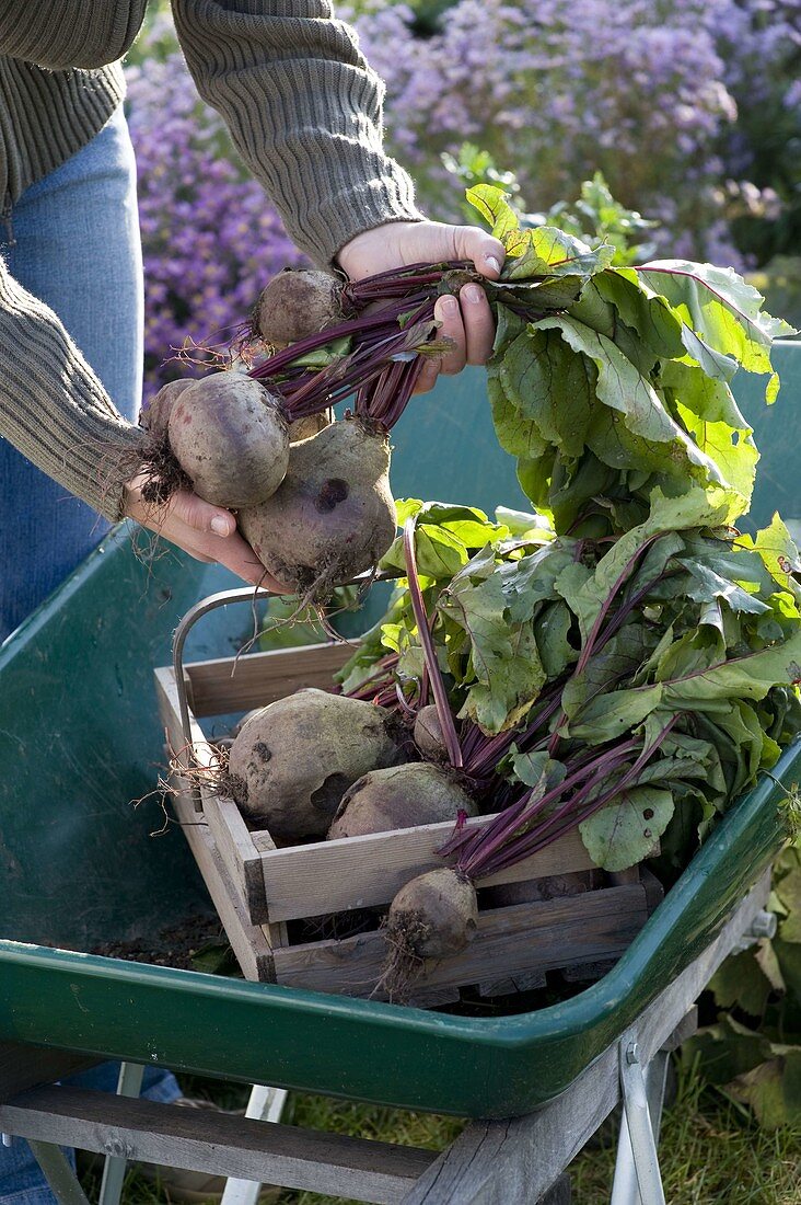 Young woman harvesting beetroot