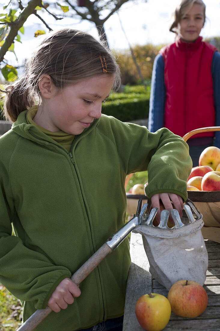 Girls harvesting apples