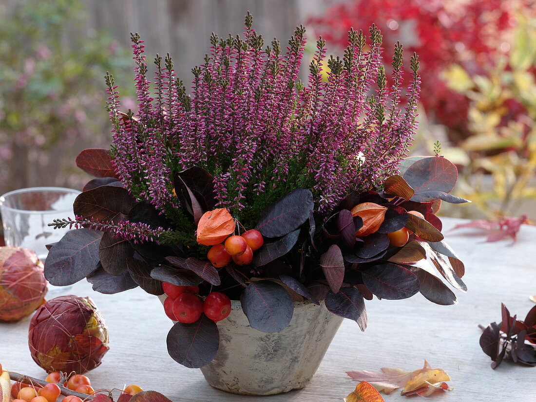 Calluna Garden Girls 'Amethyst' (knospenblühende Besenheide) dekoriert