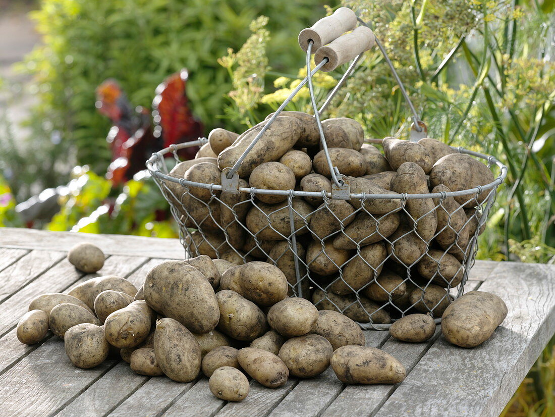 Frisch geerntete Frühkartoffeln 'Sieglinde' in Erntekorb
