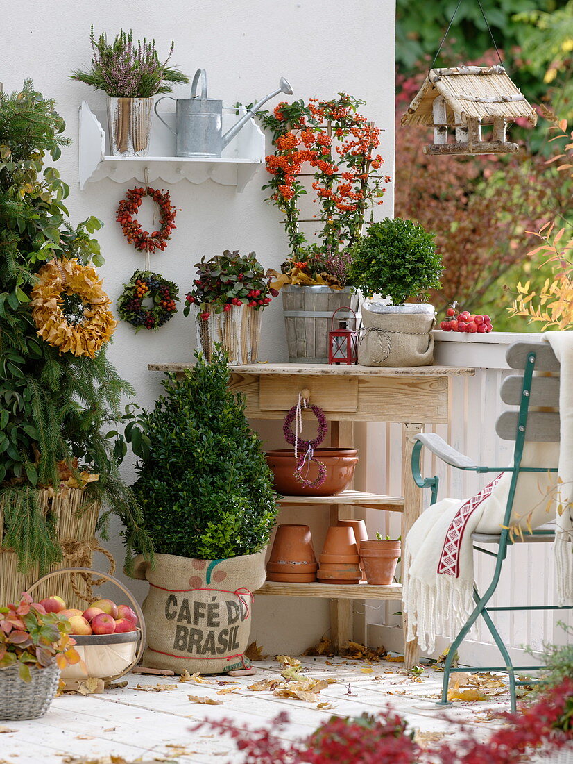 Winter-proof packed shrubs on the autumn balcony