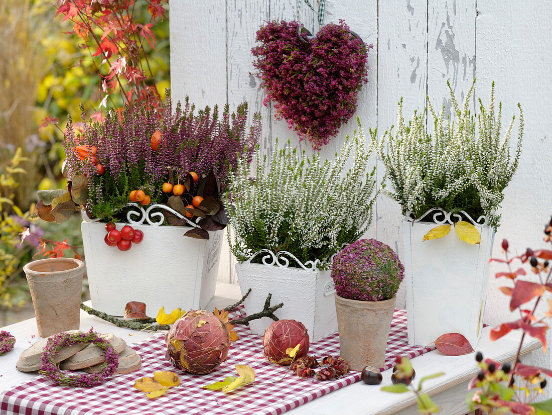 Calluna Garden Girls 'Amethyst' blue-red, 'Alicia' white in square planters