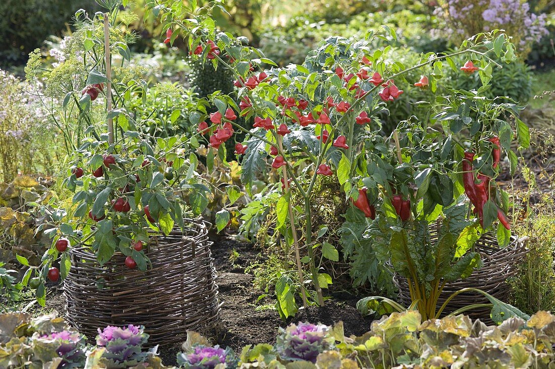 Baumchili 'Rojo' , Glockenchili 'Bishop's Crown' , Paprika 'Luigi' (Capsicum)