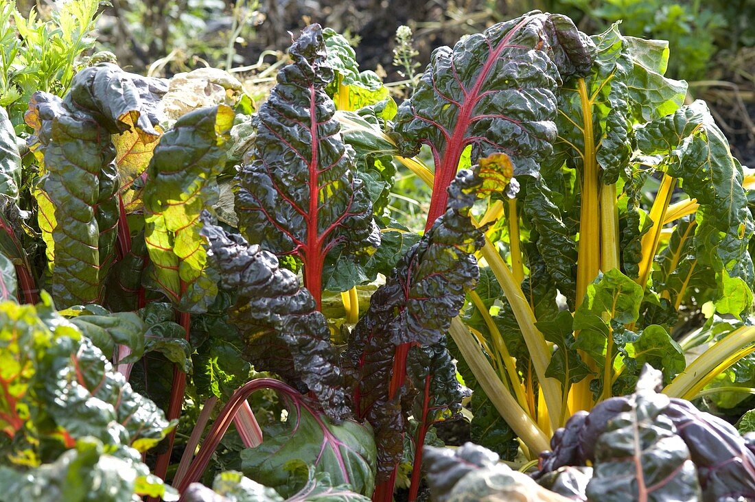 Mangold 'Bright Lights' (Beta vulgaris) mit roten und gelben Stielen