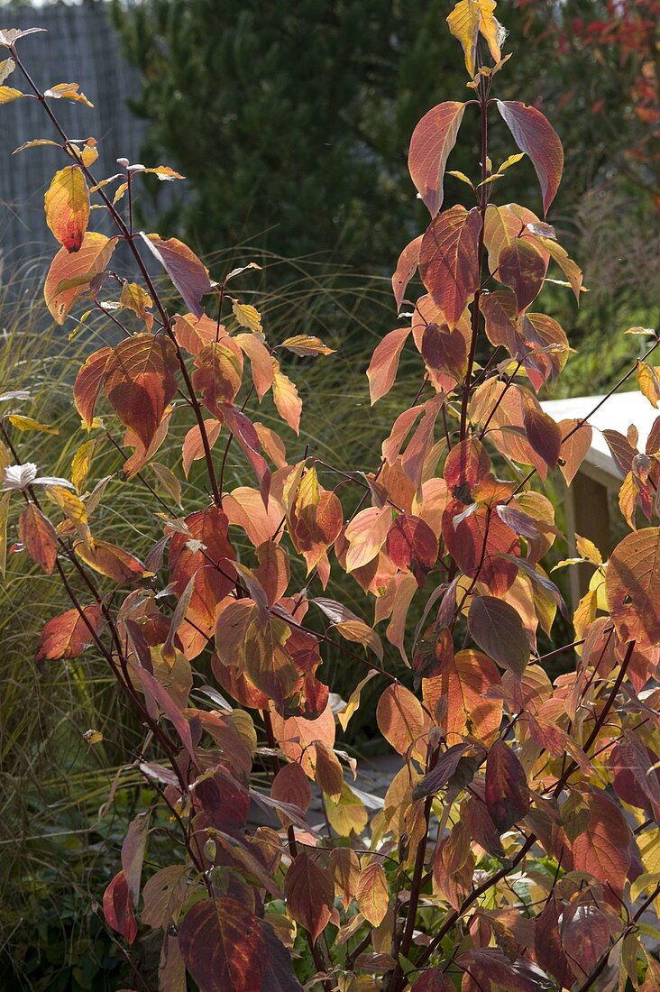 Cornus alba (Weißer Hartriegel, Tatarischer Hartriegel) in Herbstfärbung