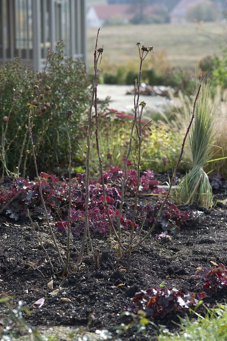 Pruning roses in autumn