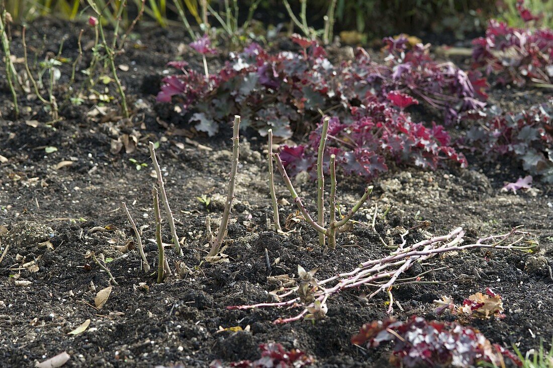 Rosen - Rückschnitt im Herbst