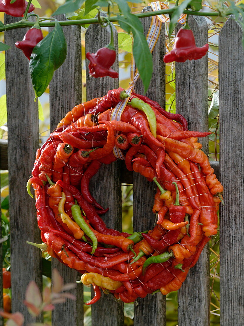 Kranz aus Peperoni 'Lombardo' (Capsicum) an Zaun gehängt