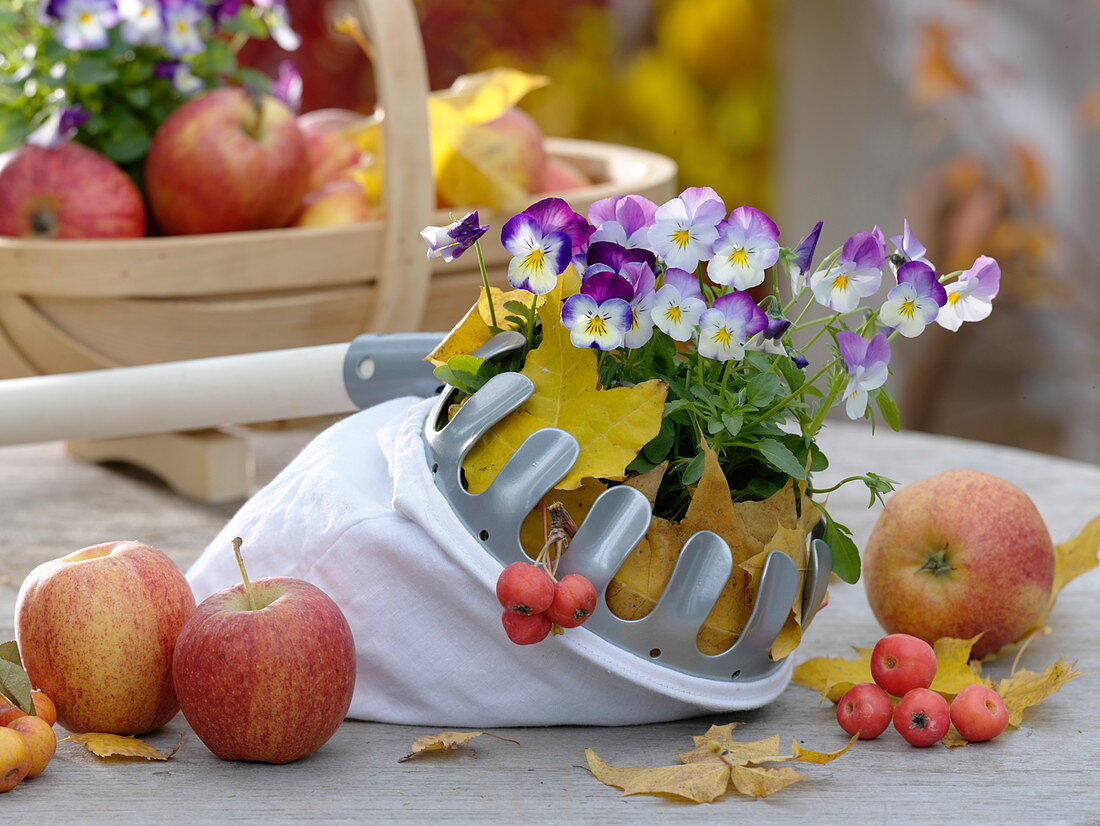 Gift for garden lovers: fruit picker with Viola cornuta