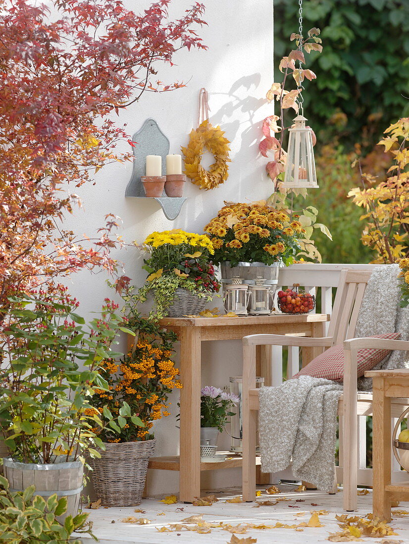 Herbstlicher Balkon mit Chrysanthemum (Herbstchrysanthemen)