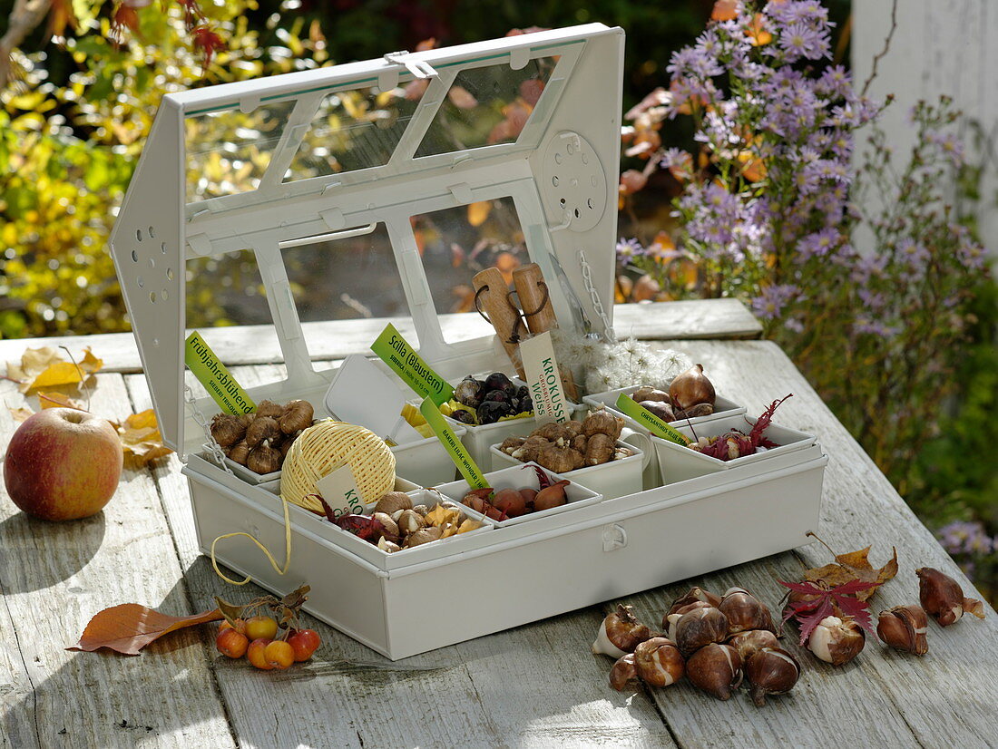 Gift for gardening friends: Mini greenhouse filled with flower bulbs