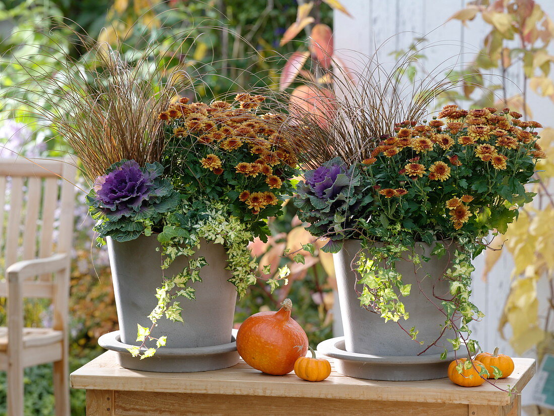 Light gray pots planted the same, chrysanthemum