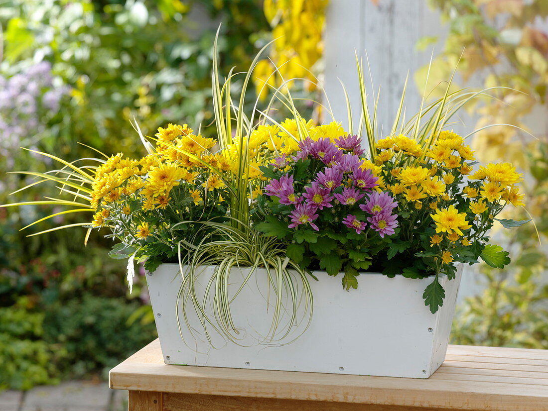 Autumn box with Chrysanthemum (Autumn chrysanthemum), Acorus 'Ogon'