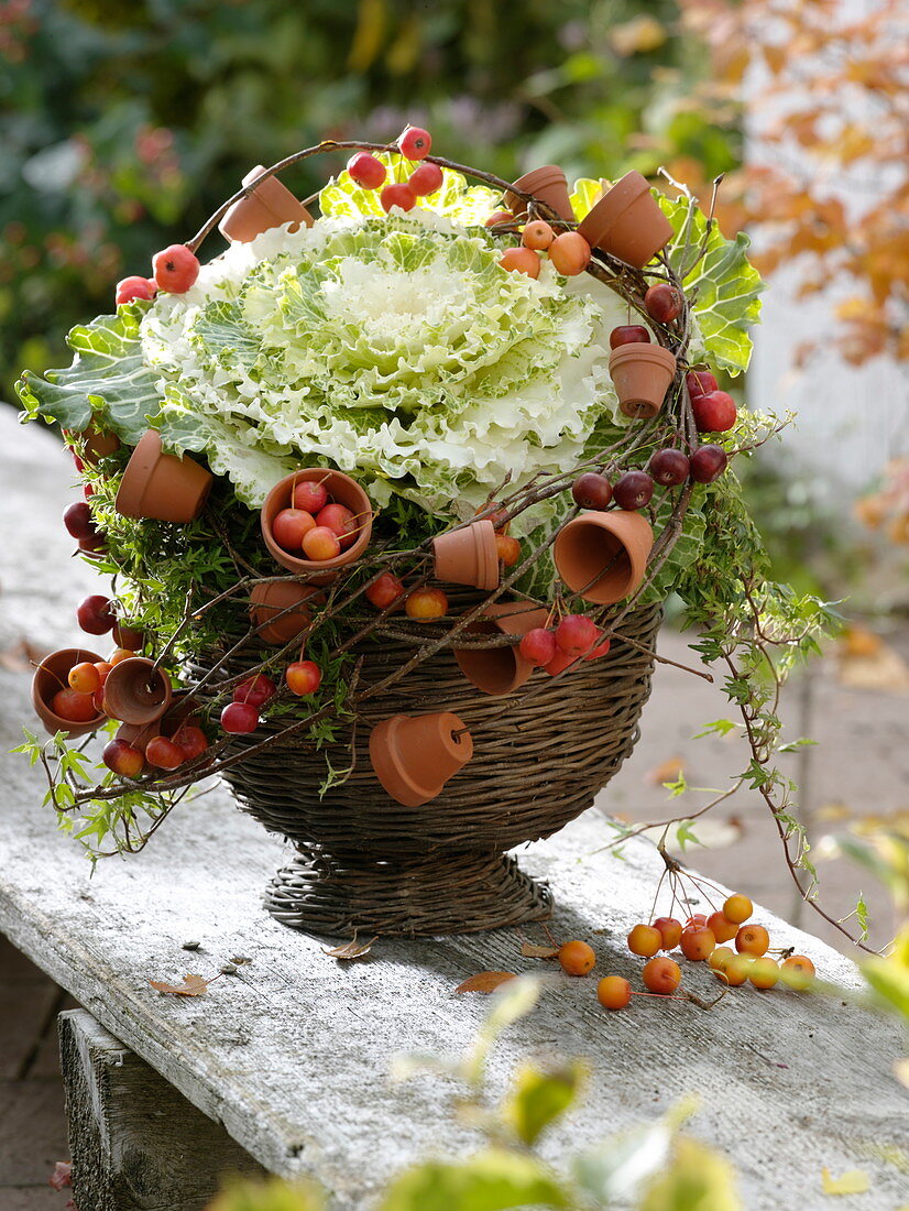 Zierkohl (Brassica) mit Hedera 'Anita' (Efeu) in Korbpokal