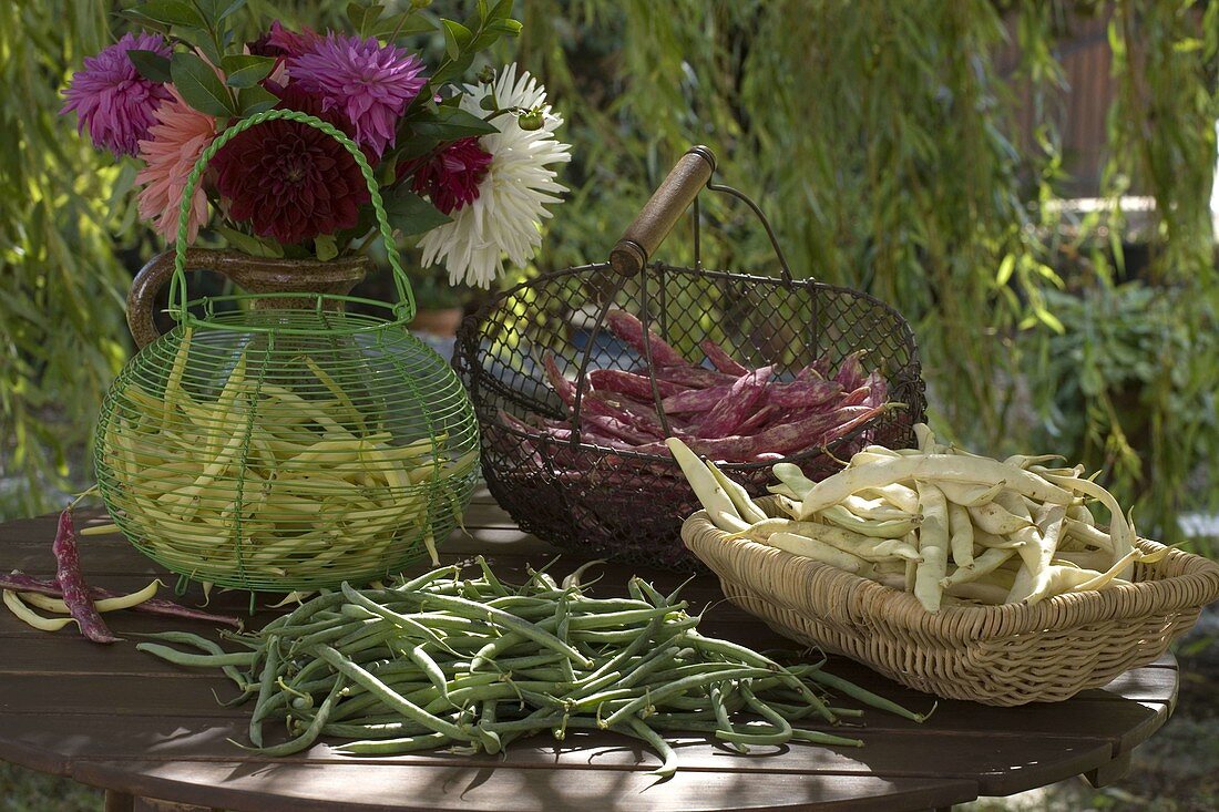 Various types of freshly harvested beans
