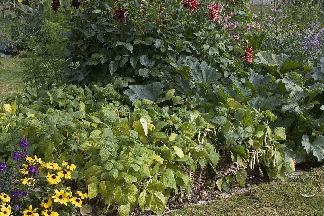 Farm garden with flowers and vegetables