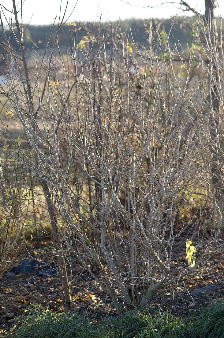 Cut back old woody shrubs to rejuvenate them