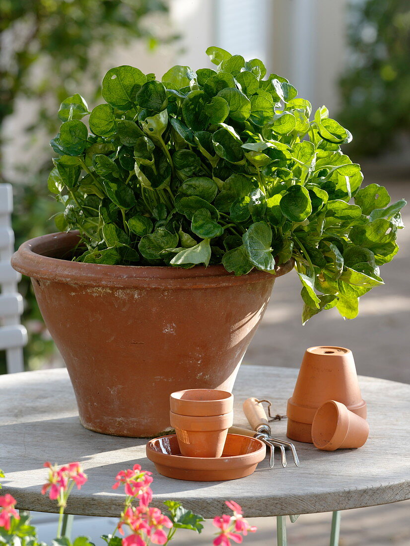 Leafy vegetables 'Tatsoi' (Brassica chinensis) in terracotta dish