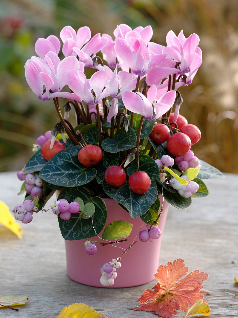 Cyclamen 'Salina' (Alpenveilchen) dekoriert mit Zieräpfeln (Malus)