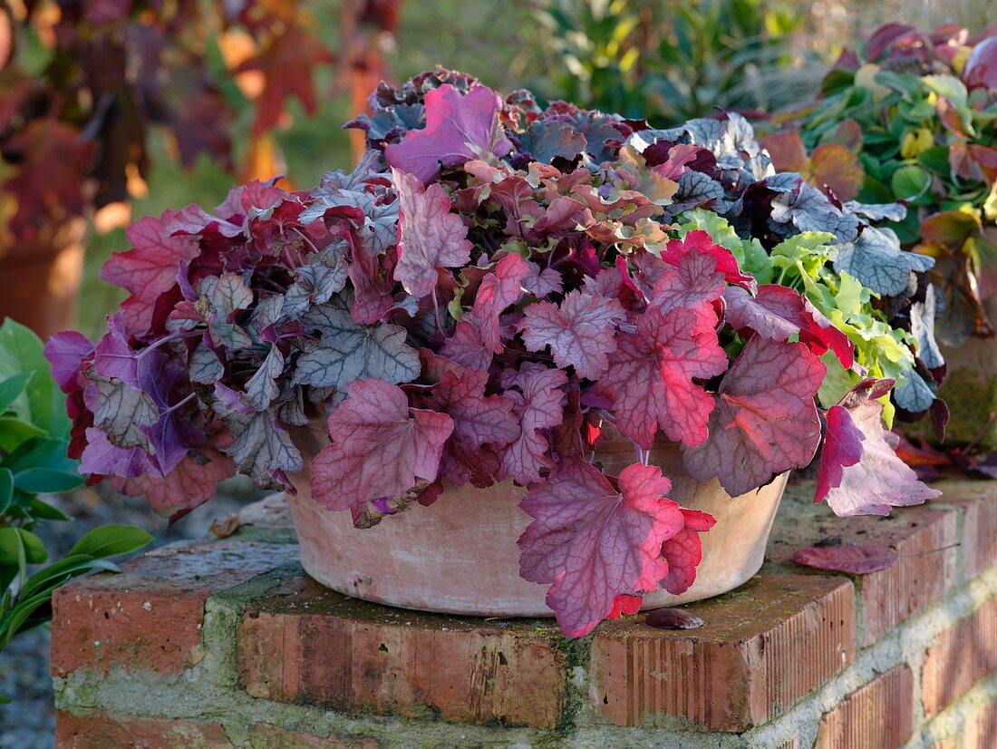 Heuchera (purple bell) in a terracotta bowl