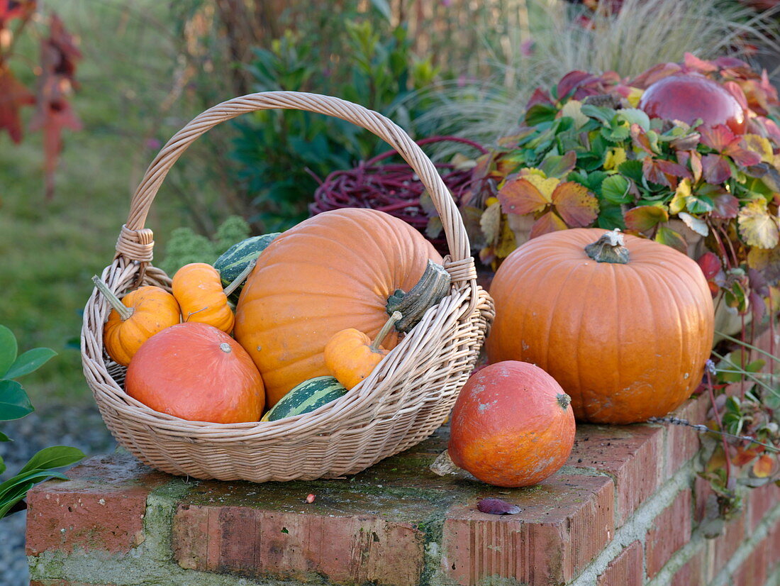 Various edible and ornamental pumpkins (Cucurbita) in a basket