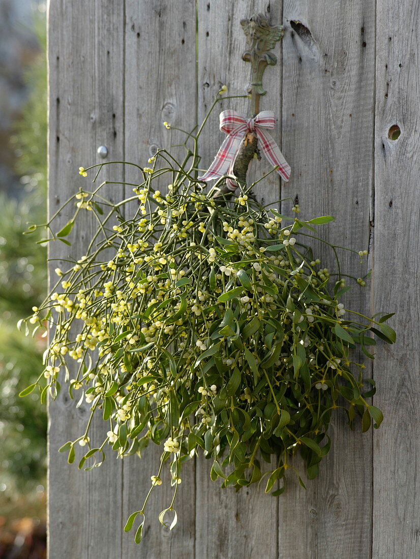 Viscum albus (mistletoe) branch hanged on board wall